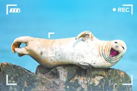 世界动物日｜满满的安全感！珍稀动物在“好客山东”扎堆安家图片