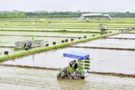“谷雨”时节好农时 田间地头忙耕作图片