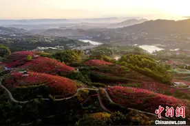 四川纳溪：桃园春色美图片
