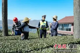 湖北五峰：泡好“平安”茶 护航茶乡发展图片
