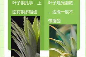 今日科普｜凤梨就是菠萝吗？图片