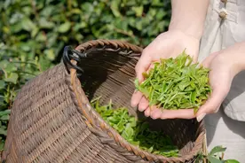 茶不同，性味功效也不同，如何选择适合自己的茶叶？图片