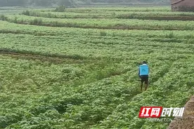 永州：多措并举 提升大豆、玉米单产图片