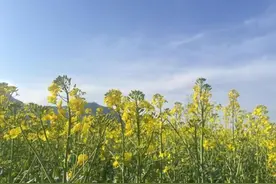 宣城旌德：初绽油菜黄，喜盼丰收仓图片