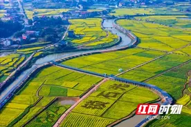 油菜花为媒 农文旅融合——2025湖南双峰油菜花节启幕图片