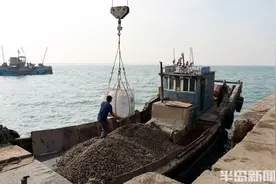 辽宁赤贝安家青岛图片