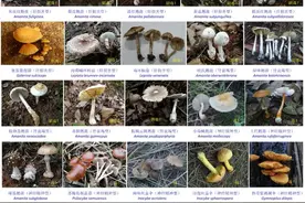 专家回应“蘑菇鲜艳即有毒”论：说法不可靠，有些毒蘑菇看似朴素但致死率达70%图片