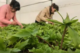 从传统花市到“云端”热销，菏泽60万盆催花牡丹传递春意图片