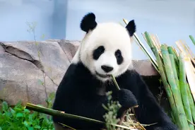 10只大熊猫明日与湖南人民相见！来看看它们是谁！图片