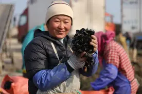 仅0.5毫克毒素即可致死，近期不要食用海虹图片