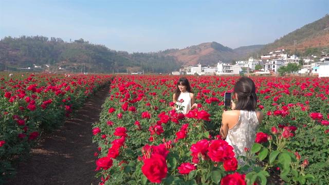 楚雄版“莫奈花园”藏不住啦！让你“五一”假期一次看过瘾