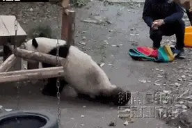 “莽灿灿”双腿无法站立？官方通报图片