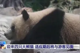 重庆新添4只大熊猫！“巧月”“爱莲”“青花”“青露”即将与大家见面图片