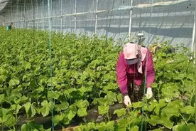 岚山区碑廓镇：农业技术科学支招，大棚蔬菜“防寒取暖”图片