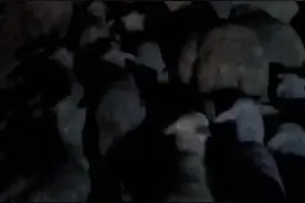 村民称麦苗被羊群深夜啃食，当地：双方已和解图片