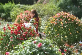 “带刺玫瑰”or“月季花开”？“蔷薇三姐妹”你分得清吗？图片