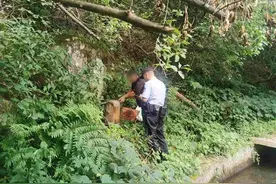 11箱蜂蜜被掏空！警方调查后：不是熊大熊二，是他们……图片