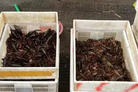 太吓人！一男子吃完小龙虾险截指 专家提醒图片