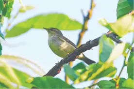 又见“新客”！丽水鸟类“朋友圈”扩至450种图片