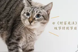 双节特别节目｜上门喂猫 了解一下图片