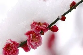中华传统文化：二十四番花信风图片