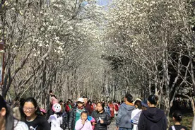 赏花不仅是悦己消费，更成社交新风尚图片
