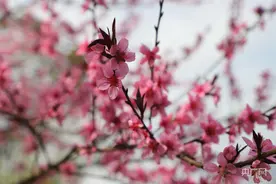 【发现春之美】不负春光  百花盛开迎客来图片