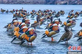 【冰雪春天】成群鸳鸯飞抵威海越冬 出双入对为冬日添浪漫图片