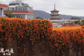 美图流出！泉州：早春三月赏花忙→图片