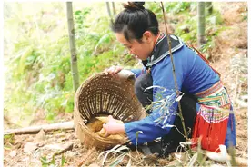 龙胜江底乡：竹林春意浓 品笋一口鲜图片