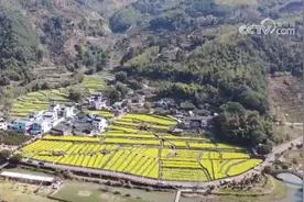 种田就是种风景 看各地如何抢抓“赏花经济”流量红利图片