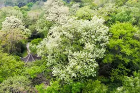 东营市河口区：串串槐花如铃铛 万亩槐林竞飘香图片