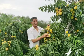 400亩荒山十年变果园，年产果品百万斤！68岁老人下一步打算……图片