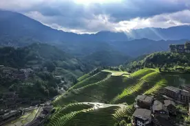 古老水稻见证民族的时代变迁图片