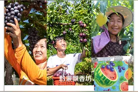 采摘季·黔果飘香｜采撷自然之甘，打造甜蜜引擎图片