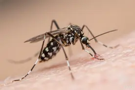 这种由“花蚊子”传播的疾病，会人传人吗？听听专家怎么说图片