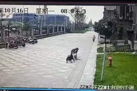 女童被罗威纳犬咬伤后：小区物业持捕狗网巡逻，母亲不敢回看监控视频图片