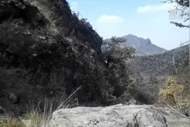贺兰山频现野生马鹿图片
