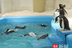 来真企鹅了！10只巴布亚企鹅“空降”森迪冰雪乐园图片