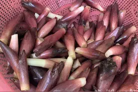 鹤峰：洋荷新鲜上市 特色山珍走俏市场图片