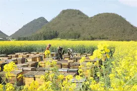 油菜花海里的“甜蜜约会”图片