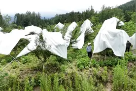 黔江：李子树住“帐篷” 避雨保丰收图片
