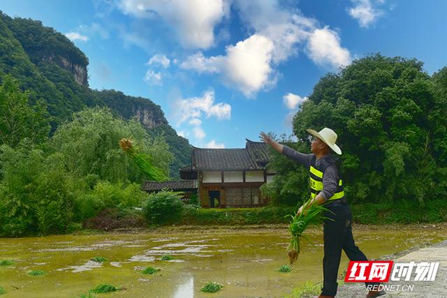 芒种临近插秧忙，黄龙洞生态田园绘就农旅好风光