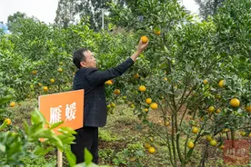 万千气象看四川丨甜蜜+1！资阳“早熟蜜柑之乡”再上新图片