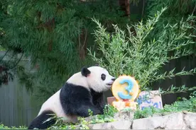 旅美大熊猫幼崽“小奇迹”庆祝3周岁生日 将于年底回国图片