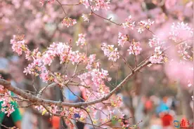 春日打卡！广州南沙十八罗汉山樱花节浪漫登场图片