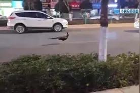 又解释不清了……孔雀逛昆明市区，出租车一路保驾护航图片