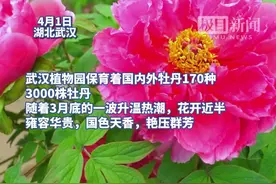 170种！武汉植物园牡丹“一笑倾城”，黄绿牡丹尤为珍贵图片