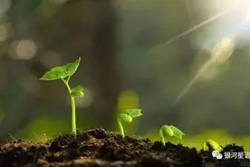 生命里的阳光（散文）图片