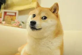 日媒：18岁“世界第一有名柴犬”去世，以它为原型的表情包风靡全球图片